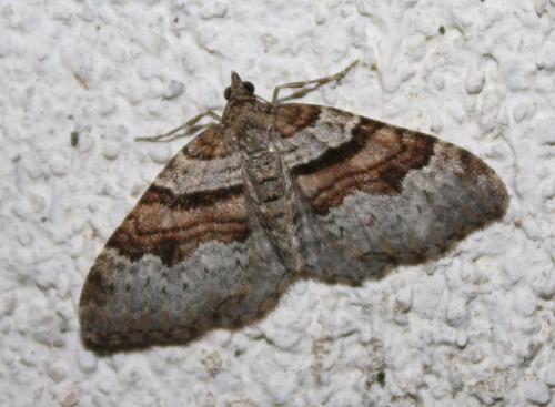 Réf. 212 971 : Xanthorhoe designata